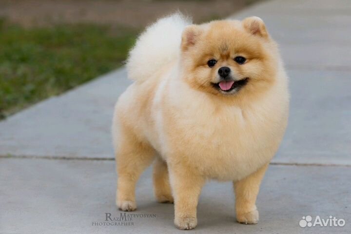 Шпиц. Кобель вязка, хорошая родословная