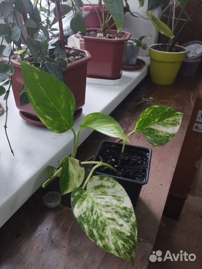 Сциндапсус