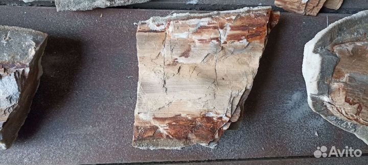 Окаменелые деревья