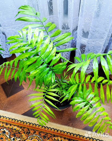 Пальма хамедорея