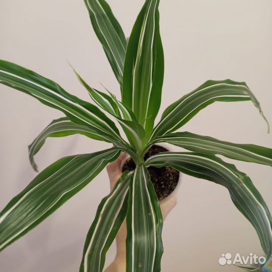 Dracaena fragrans 