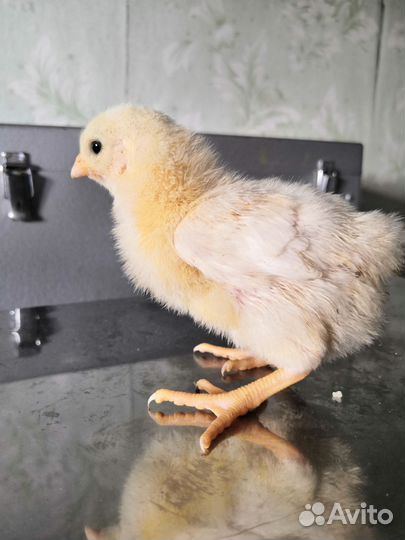 Кучинская Юбил. цыплята