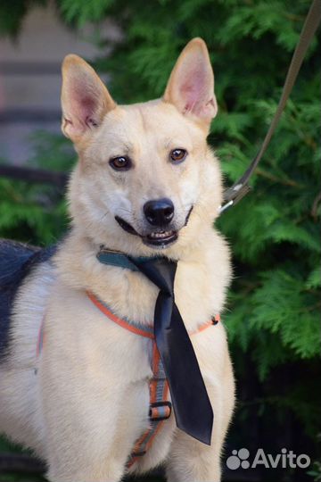 Лайкообразный парень Вольф ищет дом