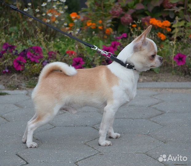 Чихуахуа вязка