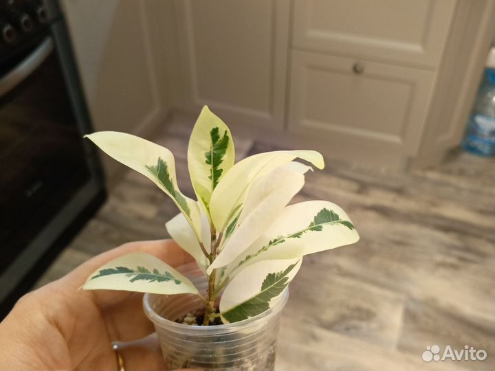 Комнатные цветы