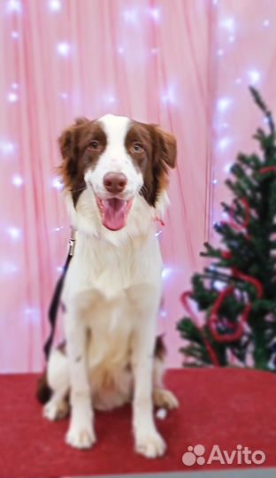 Шоколадный щенок бордер колли