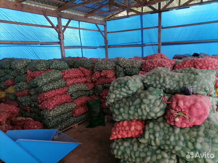 Продам картофель желтый