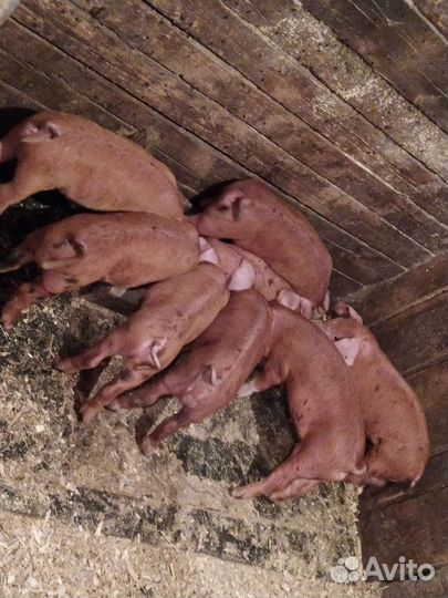 Поросята дюрок