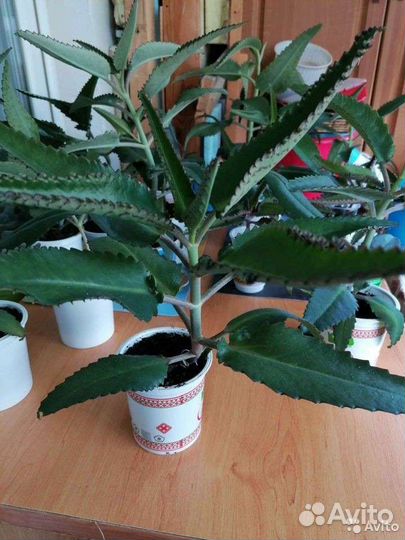 Каланхоэ лечебное