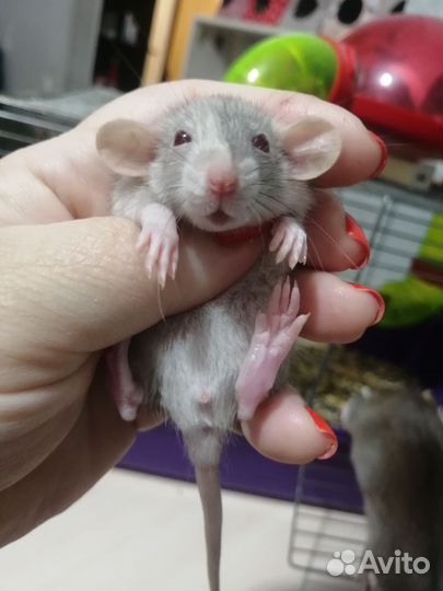 Крыса крысята дамбо