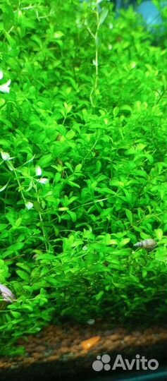 Аквариумные растение