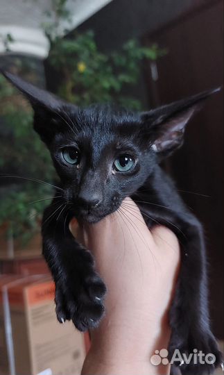 Ориентальные котята