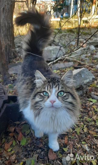 Красивый, молодой котик