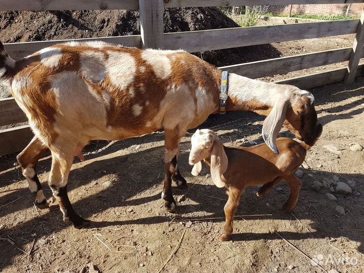 Шикарный чистопородный козлик на племя