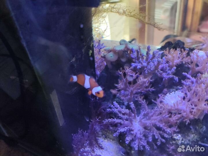 Морской аквариум с рыбками Клоун