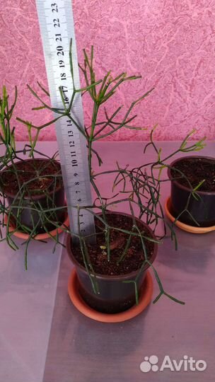 Хатиора (детки)