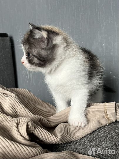 Котята британец шотландцы