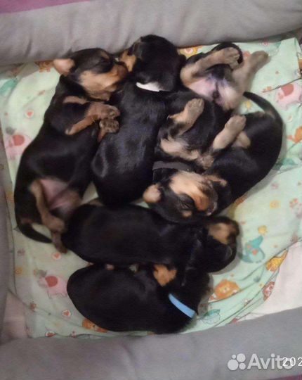 Йоркширский терьер щенки