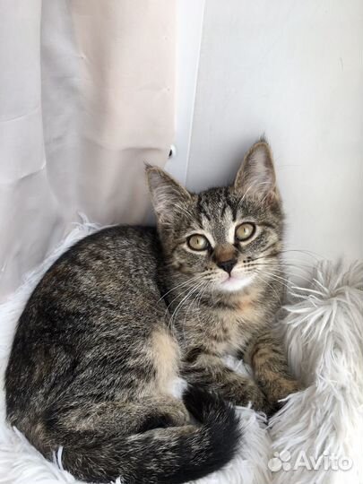 Котенок в добрые руки