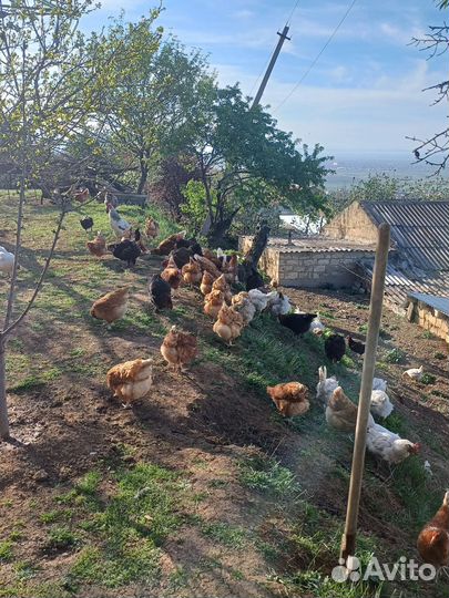 Домашний яйца