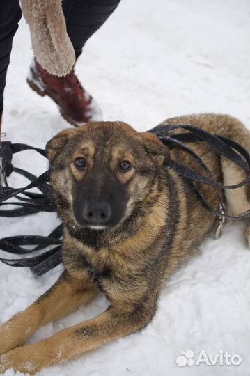 Нюша хочет домой