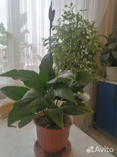 Спатифиллум - женское счастье