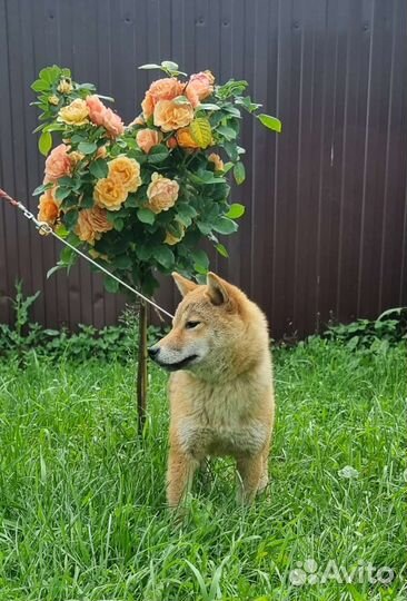 Сиба шиба ину