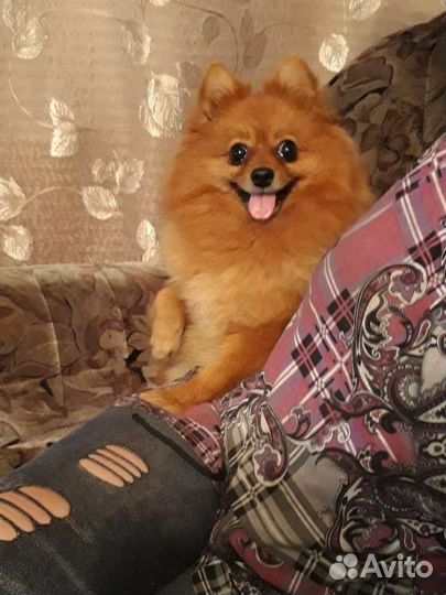 Шпиц в добрые руки