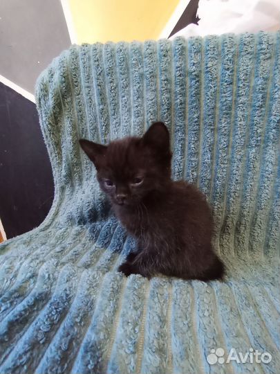 Котят