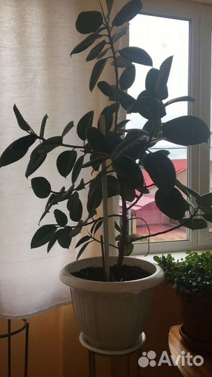 Фикус каучуконосный