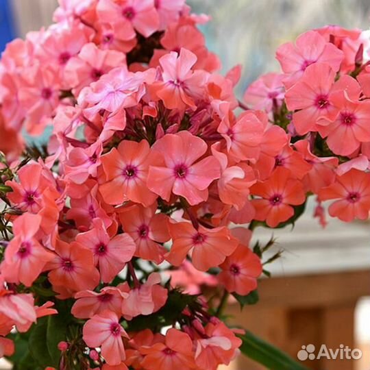 Флоксы многолетние сортовые