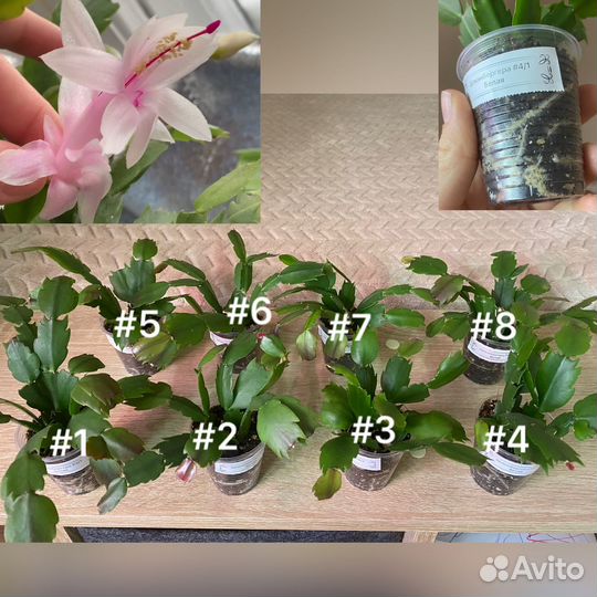 Декабрист шлюмбергера