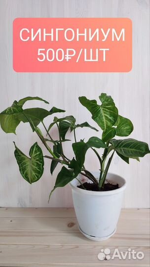 Комнатные цветы