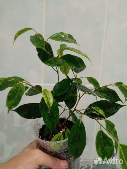 Бенджамина Реджинальд