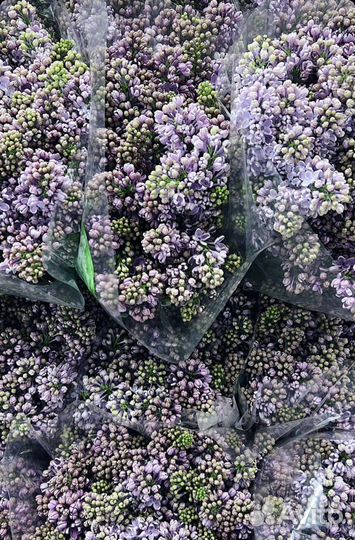 Сирень Букеты из сирени с доставкой