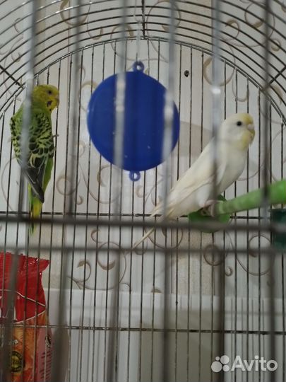 Волнистый попугай