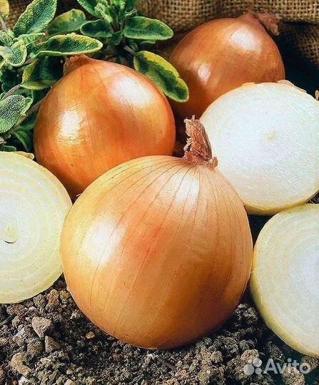 Лук репчатый оптом