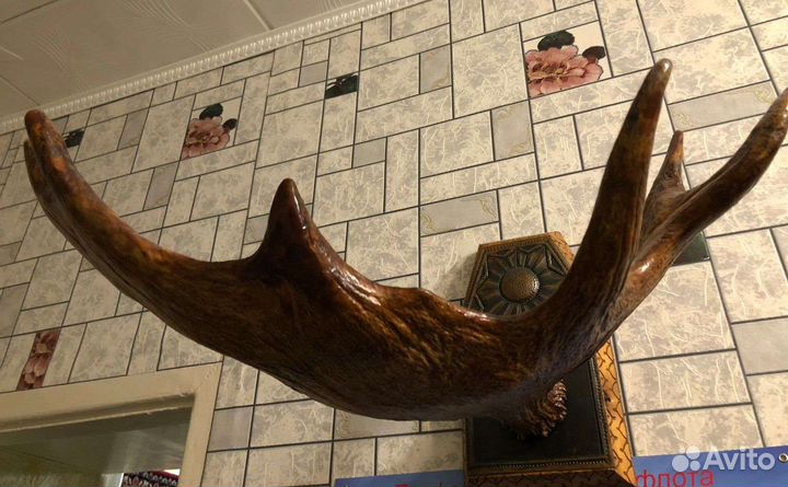 Рога оленя /лося