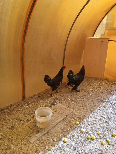 Петухи разных парод