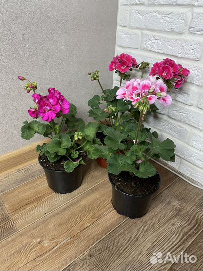 Пеларгония герань комнатные цветы