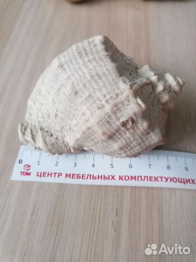 Морские ракушки