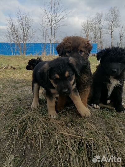 Собака в добрые руки отдам бесплатно