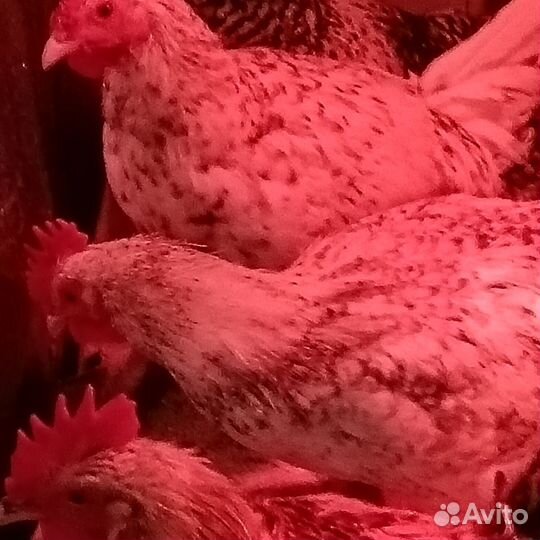 Продам молодых петушков