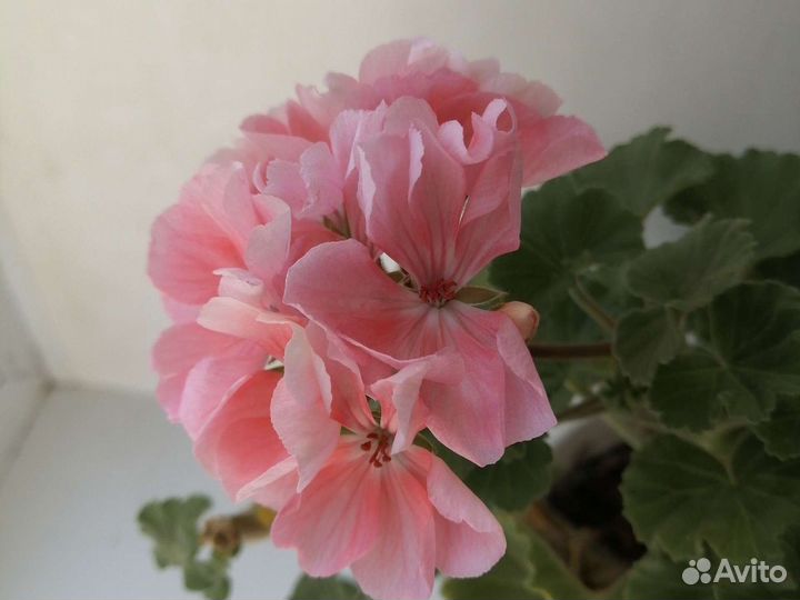 Пеларгония герань