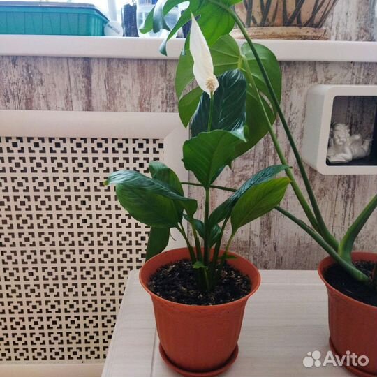 Комнатные растения и цветы