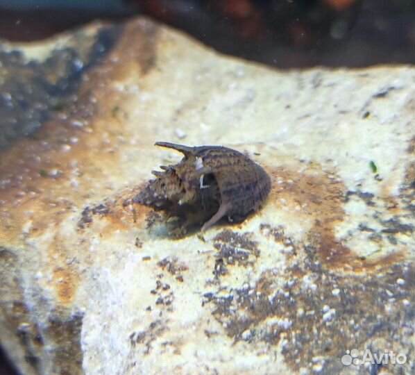 Улитка неретина пагода, рыбки и растения магазин