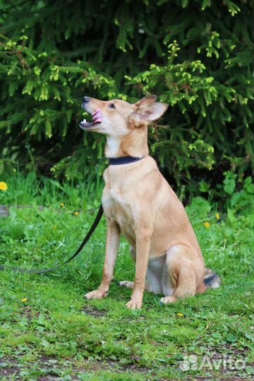 Собака молодая стерилизованная