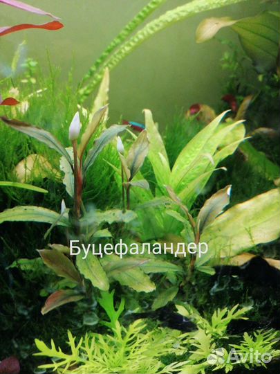Аквариумные растения