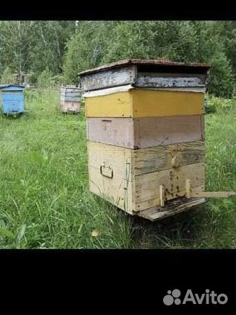 Ульи с пчелами