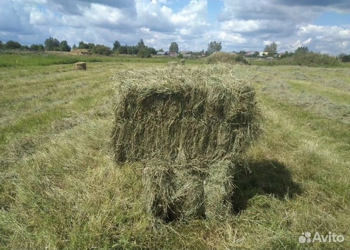 Сено луговое в тюках